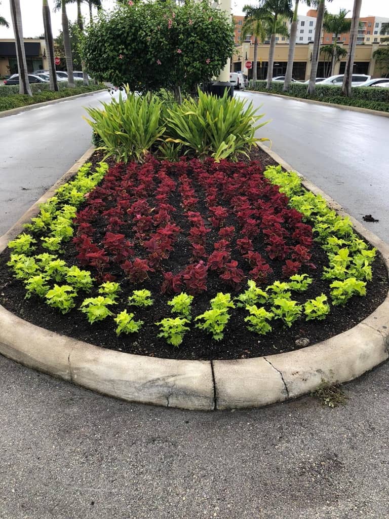 sn landscaping fortlauderdale (19)