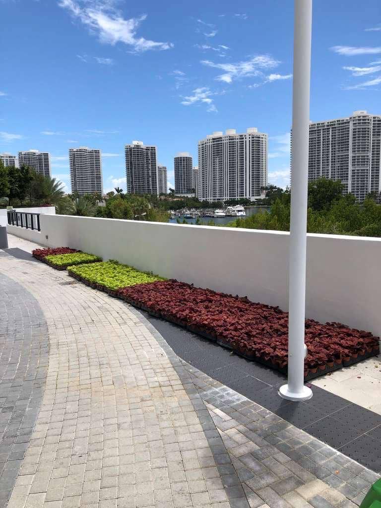 sn landscaping fortlauderdale (20)