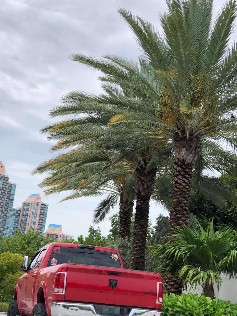 sn landscaping fortlauderdale (23)
