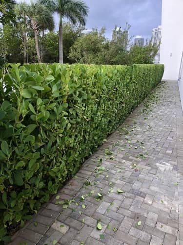 sn landscaping fortlauderdale (42)
