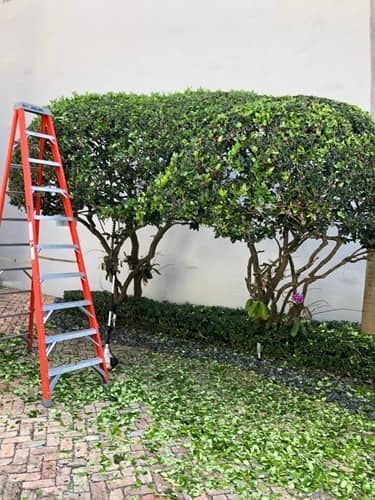 sn landscaping fortlauderdale (48)