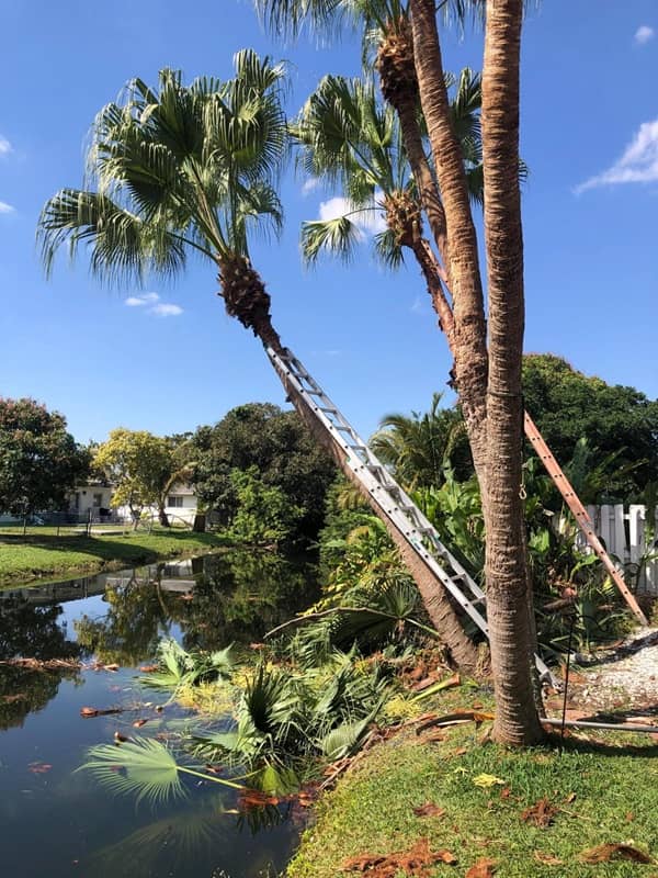 sn landscaping fortlauderdale (54)