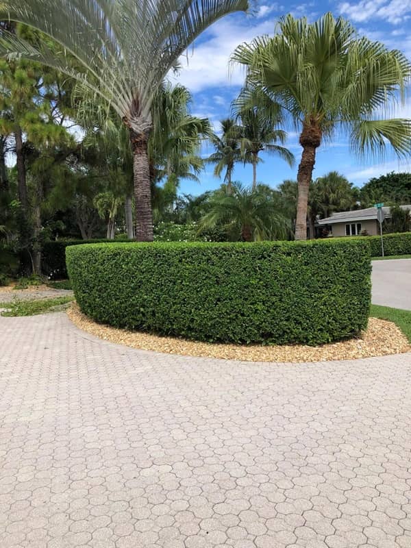 sn landscaping fortlauderdale (60)