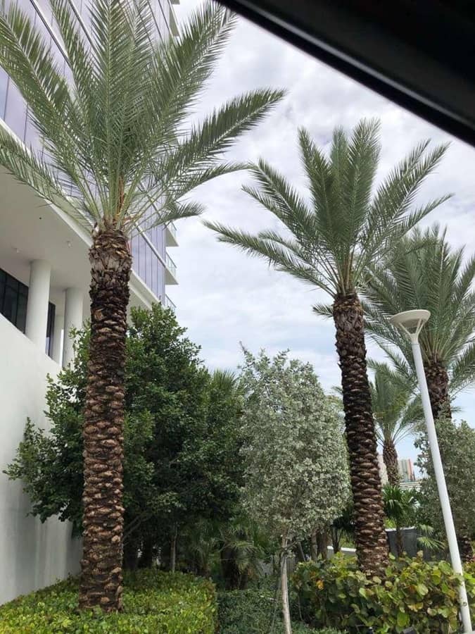 sn landscaping fortlauderdale (about) (2)